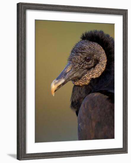 Black Vulture, Everglades National Park, Florida, USA-Art Wolfe-Framed Photographic Print