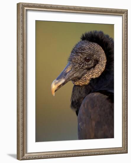 Black Vulture, Everglades National Park, Florida, USA-Art Wolfe-Framed Photographic Print