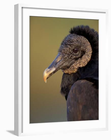 Black Vulture, Everglades National Park, Florida, USA-Art Wolfe-Framed Photographic Print