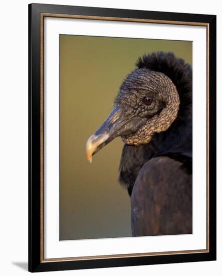 Black Vulture, Everglades National Park, Florida, USA-Art Wolfe-Framed Photographic Print