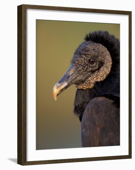 Black Vulture, Everglades National Park, Florida, USA-Art Wolfe-Framed Photographic Print