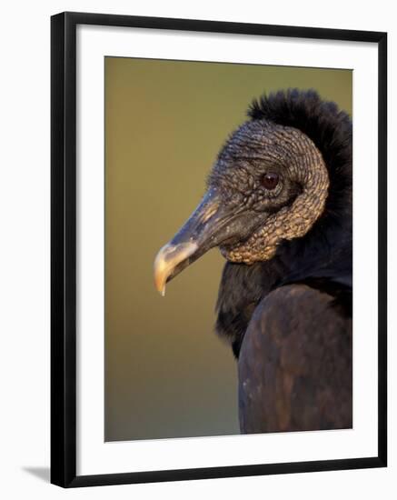 Black Vulture, Everglades National Park, Florida, USA-Art Wolfe-Framed Photographic Print