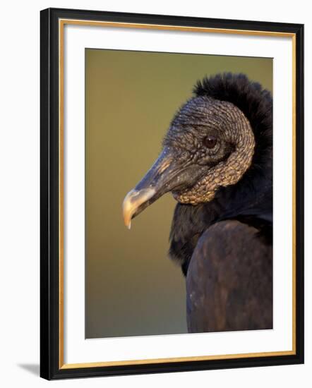 Black Vulture, Everglades National Park, Florida, USA-Art Wolfe-Framed Photographic Print