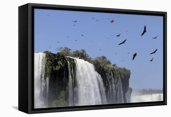 Black Vultures (Coragyps Atratus) In Flight Over Iguazu Falls-Angelo Gandolfi-Framed Premier Image Canvas