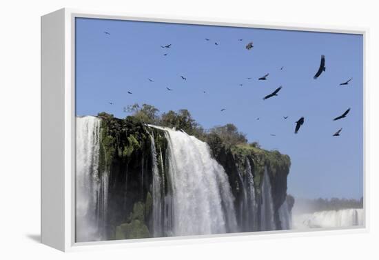 Black Vultures (Coragyps Atratus) In Flight Over Iguazu Falls-Angelo Gandolfi-Framed Premier Image Canvas