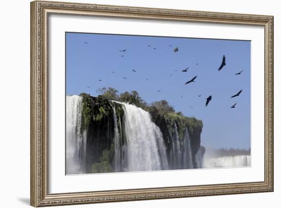 Black Vultures (Coragyps Atratus) In Flight Over Iguazu Falls-Angelo Gandolfi-Framed Photographic Print