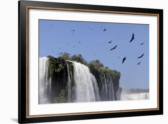 Black Vultures (Coragyps Atratus) In Flight Over Iguazu Falls-Angelo Gandolfi-Framed Photographic Print