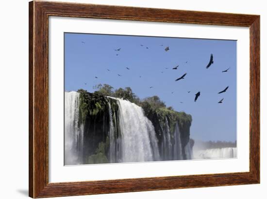 Black Vultures (Coragyps Atratus) In Flight Over Iguazu Falls-Angelo Gandolfi-Framed Photographic Print