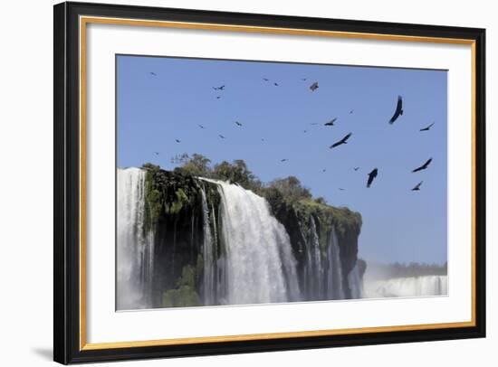 Black Vultures (Coragyps Atratus) In Flight Over Iguazu Falls-Angelo Gandolfi-Framed Photographic Print