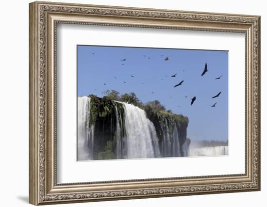 Black Vultures (Coragyps Atratus) In Flight Over Iguazu Falls-Angelo Gandolfi-Framed Photographic Print