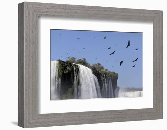 Black Vultures (Coragyps Atratus) In Flight Over Iguazu Falls-Angelo Gandolfi-Framed Photographic Print