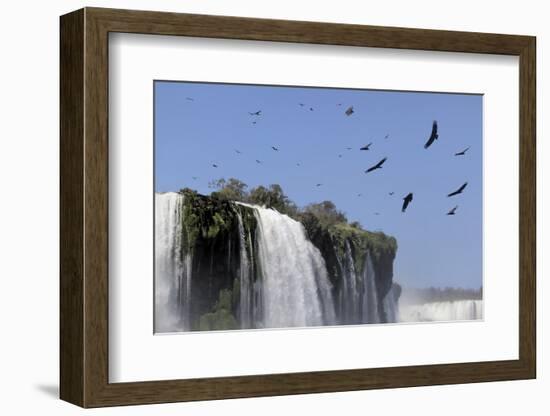 Black Vultures (Coragyps Atratus) In Flight Over Iguazu Falls-Angelo Gandolfi-Framed Photographic Print