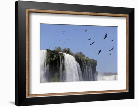 Black Vultures (Coragyps Atratus) In Flight Over Iguazu Falls-Angelo Gandolfi-Framed Photographic Print