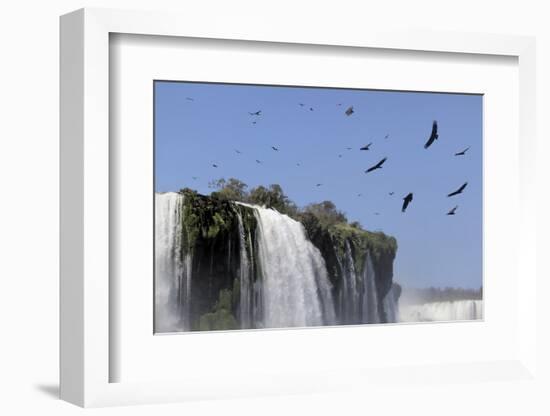 Black Vultures (Coragyps Atratus) In Flight Over Iguazu Falls-Angelo Gandolfi-Framed Photographic Print