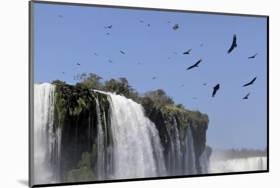 Black Vultures (Coragyps Atratus) In Flight Over Iguazu Falls-Angelo Gandolfi-Mounted Photographic Print