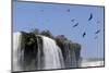 Black Vultures (Coragyps Atratus) In Flight Over Iguazu Falls-Angelo Gandolfi-Mounted Photographic Print