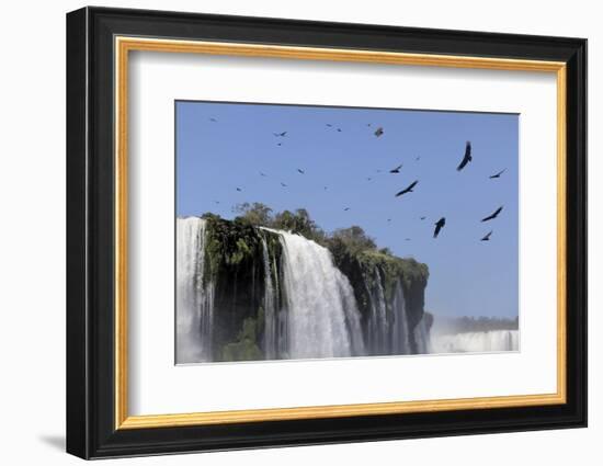 Black Vultures (Coragyps Atratus) In Flight Over Iguazu Falls-Angelo Gandolfi-Framed Photographic Print