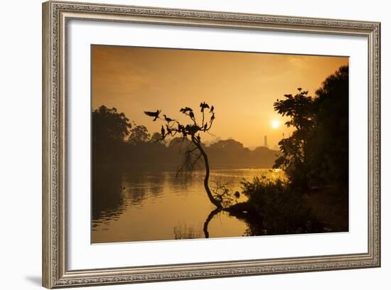 Black Vultures Sun Themselves on a Tree at Sunrise-Alex Saberi-Framed Photographic Print