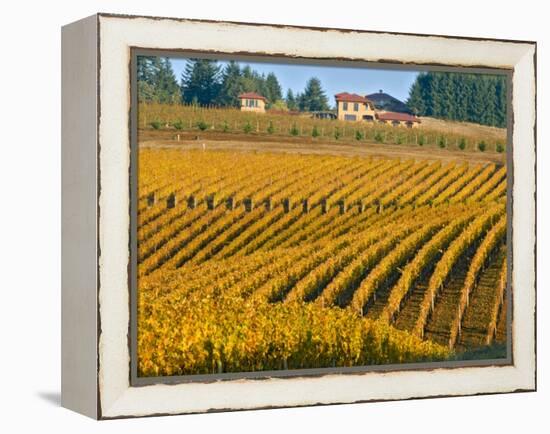 Black Walnut Inn and Vineyards of Bella Vida and Maresh, Dundee, Oregon, USA-Janis Miglavs-Framed Premier Image Canvas