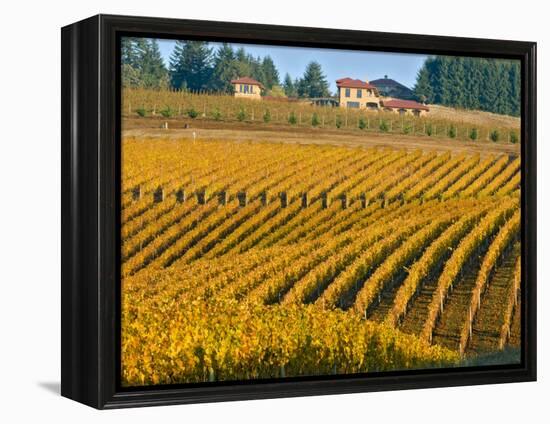 Black Walnut Inn and Vineyards of Bella Vida and Maresh, Dundee, Oregon, USA-Janis Miglavs-Framed Premier Image Canvas