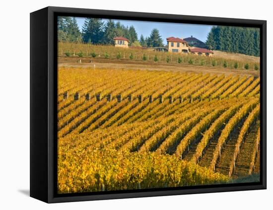 Black Walnut Inn and Vineyards of Bella Vida and Maresh, Dundee, Oregon, USA-Janis Miglavs-Framed Premier Image Canvas