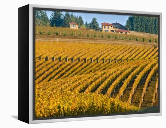 Black Walnut Inn and Vineyards of Bella Vida and Maresh, Dundee, Oregon, USA-Janis Miglavs-Framed Premier Image Canvas