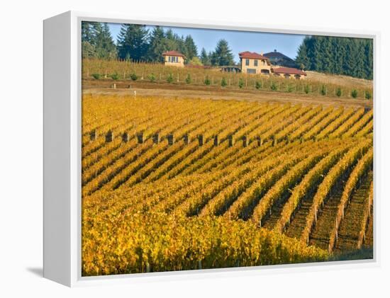 Black Walnut Inn and Vineyards of Bella Vida and Maresh, Dundee, Oregon, USA-Janis Miglavs-Framed Premier Image Canvas