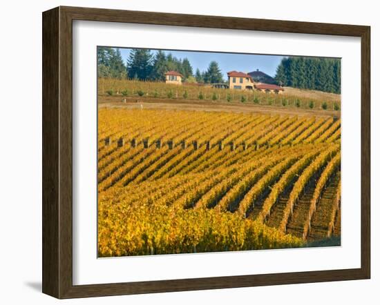 Black Walnut Inn and Vineyards of Bella Vida and Maresh, Dundee, Oregon, USA-Janis Miglavs-Framed Photographic Print