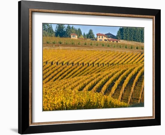 Black Walnut Inn and Vineyards of Bella Vida and Maresh, Dundee, Oregon, USA-Janis Miglavs-Framed Photographic Print