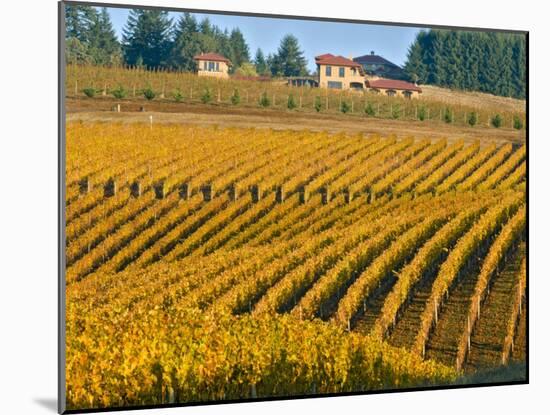 Black Walnut Inn and Vineyards of Bella Vida and Maresh, Dundee, Oregon, USA-Janis Miglavs-Mounted Photographic Print