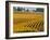 Black Walnut Inn and Vineyards of Bella Vida and Maresh, Dundee, Oregon, USA-Janis Miglavs-Framed Photographic Print