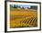 Black Walnut Inn and Vineyards of Bella Vida and Maresh, Dundee, Oregon, USA-Janis Miglavs-Framed Photographic Print