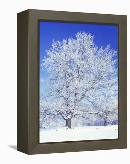 Black Walnut, Warren County, Virginia, USA-Charles Gurche-Framed Premier Image Canvas