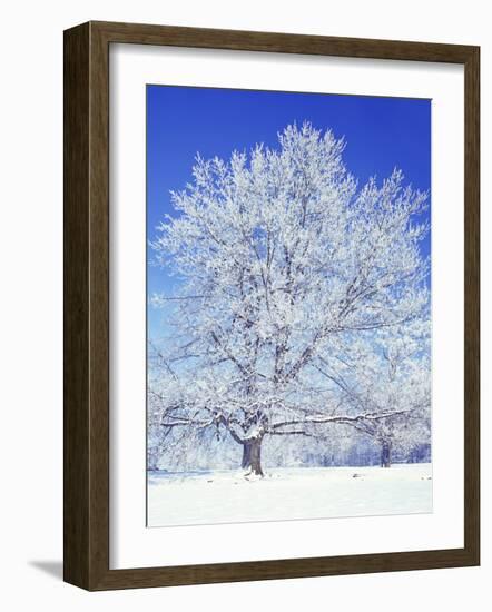 Black Walnut, Warren County, Virginia, USA-Charles Gurche-Framed Photographic Print