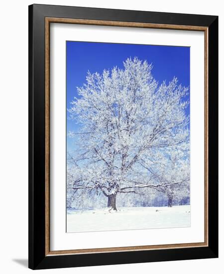 Black Walnut, Warren County, Virginia, USA-Charles Gurche-Framed Photographic Print