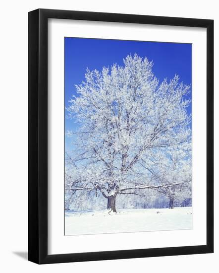 Black Walnut, Warren County, Virginia, USA-Charles Gurche-Framed Photographic Print