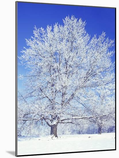 Black Walnut, Warren County, Virginia, USA-Charles Gurche-Mounted Photographic Print