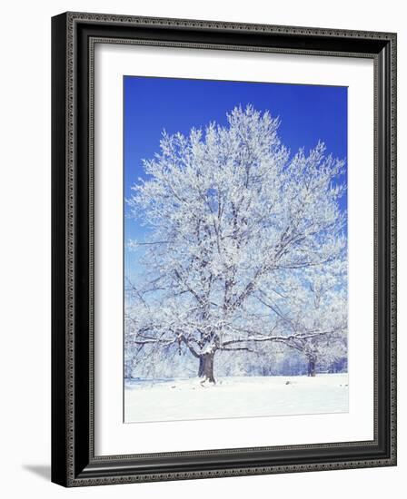 Black Walnut, Warren County, Virginia, USA-Charles Gurche-Framed Photographic Print