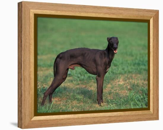 Black Whippet Standing in Field-Adriano Bacchella-Framed Premier Image Canvas