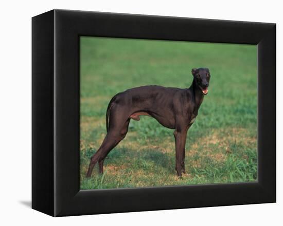 Black Whippet Standing in Field-Adriano Bacchella-Framed Premier Image Canvas