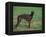 Black Whippet Standing in Field-Adriano Bacchella-Framed Premier Image Canvas