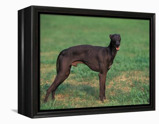 Black Whippet Standing in Field-Adriano Bacchella-Framed Premier Image Canvas