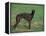 Black Whippet Standing in Field-Adriano Bacchella-Framed Premier Image Canvas