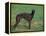 Black Whippet Standing in Field-Adriano Bacchella-Framed Premier Image Canvas