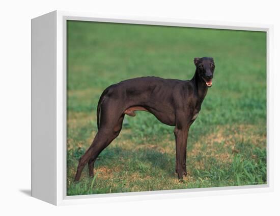 Black Whippet Standing in Field-Adriano Bacchella-Framed Premier Image Canvas