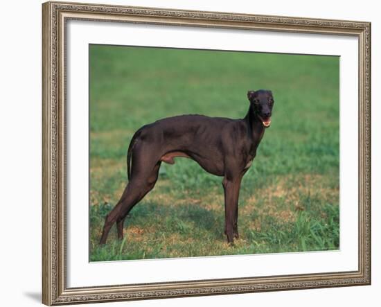 Black Whippet Standing in Field-Adriano Bacchella-Framed Photographic Print