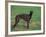 Black Whippet Standing in Field-Adriano Bacchella-Framed Photographic Print