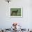 Black Whippet Standing in Field-Adriano Bacchella-Framed Photographic Print displayed on a wall