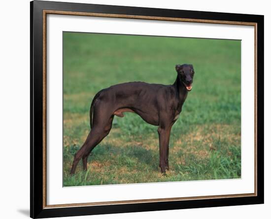 Black Whippet Standing in Field-Adriano Bacchella-Framed Photographic Print