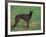 Black Whippet Standing in Field-Adriano Bacchella-Framed Photographic Print